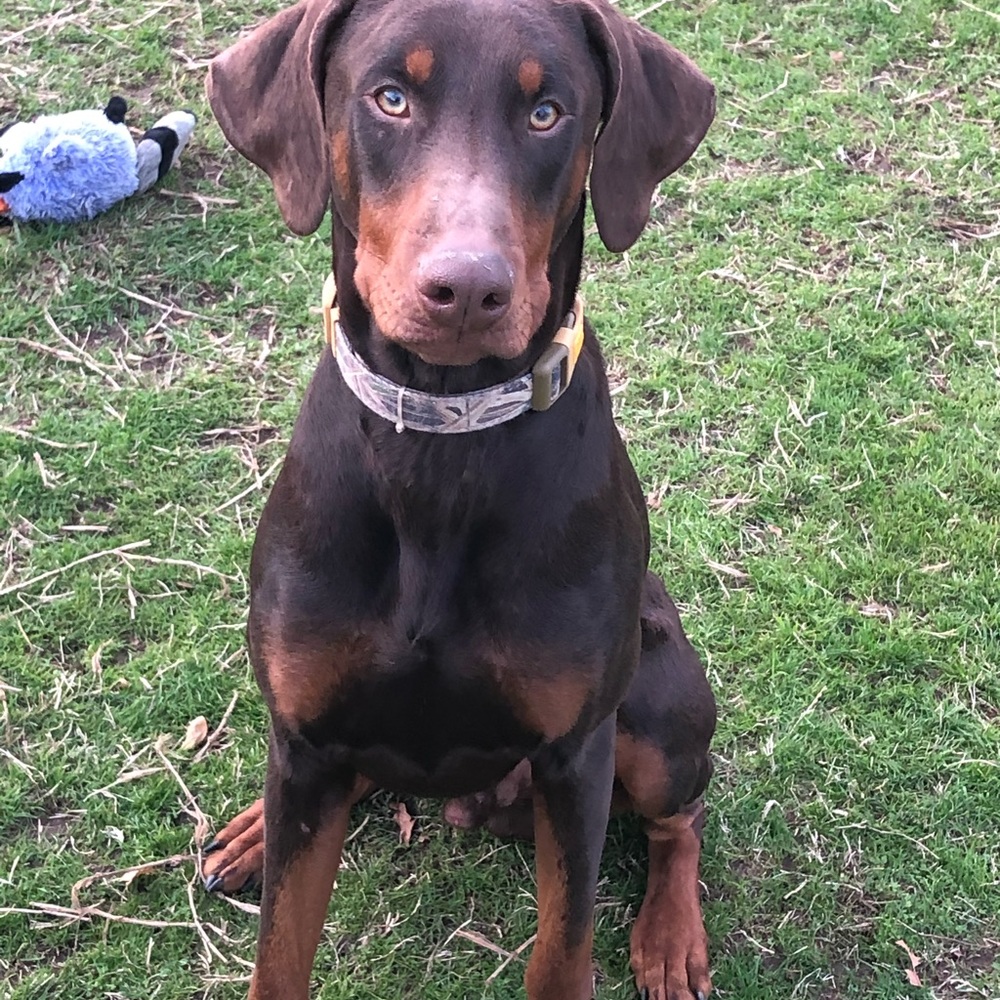 Meet your Posher, Patrick